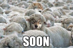 creepy, funny, lol, quote, sheep, wolf