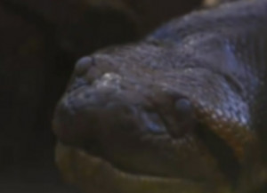 Nick Offerman Wooden Emojis