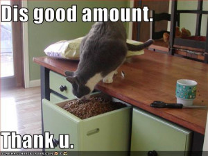 For the Cat Who Thinks The Buffet is Open All Day