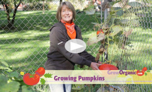 Growing Pumpkinsjpg