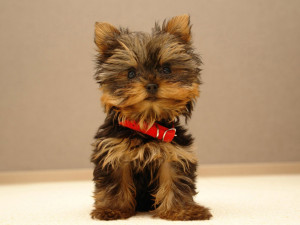 Yorkshire Terrier Pictures Gallery