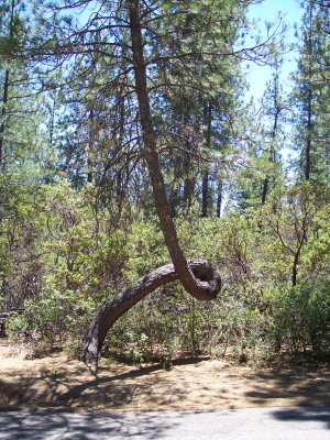 California: Land of the Tree!-twisted-but-not-oak.jpg