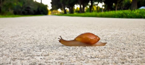 Snail's Pace by minds-eye, via Flickr