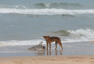 Just a Dingo Eating a Shark in Australia