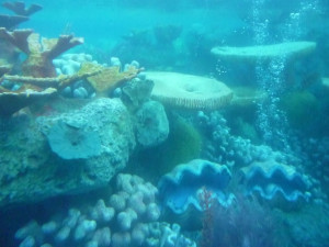 Finding Nemo Pearl Underwater clam pearls-