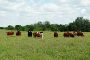 Farm And Ranch Beefmasters