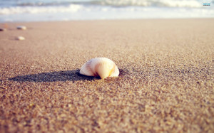Sea Shell on the Beach wallpaper 2560x1600