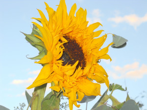 to the sunshine and you cannot see the shadow. It’s what sunflowers ...