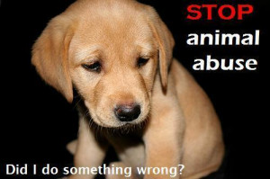 Stop animal abuse!!! - animal-rights Photo