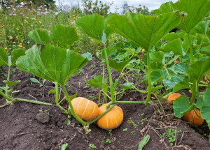 Growing Pumpkins In Containers