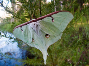 See my 2010 post for additional pictures