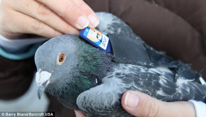 Mission: The homing pigeons wear tiny 'backpacks' to transport memory ...