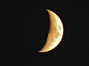 November Gale's Nature & Birding Blog