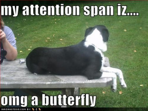funny-dog-pictures-my-attention-span - funny-dog-pictures-my-attention ...
