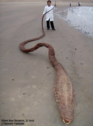 Sea Serpent Carcass or Gaff?