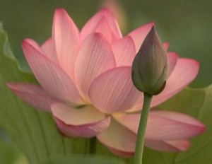 The Lotus flower is considered to be a sacred in Buddhism.