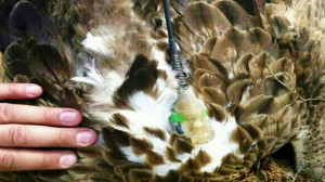 Al-Manar alleges that the equipment found on the eagle is for spying ...