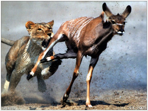... hunting and eating deer tiger lion chasing hunting and eating deer
