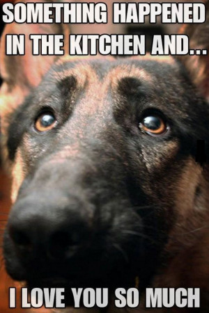 Guilty dog is guilty