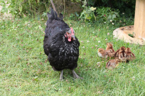 raising-chickens12.jpg