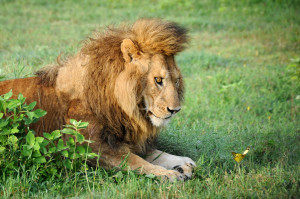 majestic male lion reveals his ‘inner cub’ as he becomes fixated ...