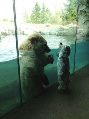 Polar bear meets wolf
