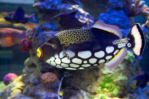 tropical parrot fish