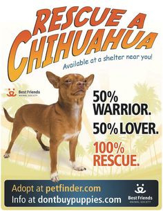 Chihuahuas in the wake of the Beverly Hills Chihuahua movies.