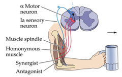 Upper Motor Neuron Green