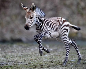 young zebra prancing in a field.