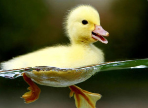 Cute Baby Duck Swimming In Clear Water Picture HD Wallpaper