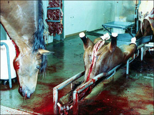 slaughterhouse images from croatia