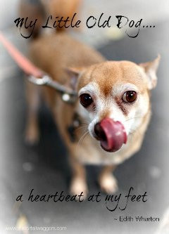 Dog quote. My old dog, a heartbeat at my feet.