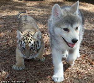 On the prowl: Wolf and Tiger cubs play together at Myrtle Beach South ...