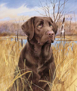 Chocolate Labs Dogs