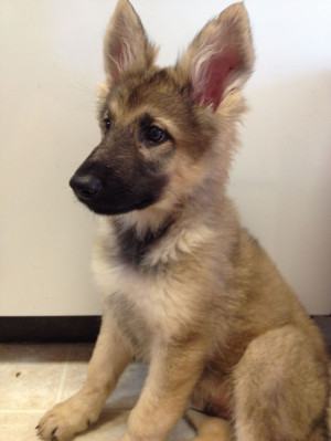 German shepherd puppy ! Love those ears! That is what Marley looked ...