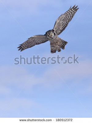 Northern Hawk Owl in flight, soaring, with outstretched wings, against ...