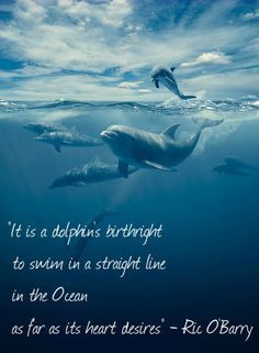 barry quote more saving dolphins amazing wildlife animal dolphins ...