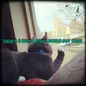 over_dramatic_cat-264393.jpg?i