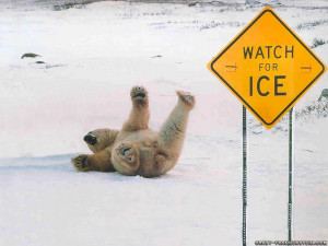 Polar Bear Slipping Ice Funny Sing Posted Blaine HD Wallpaper