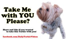 who can resist a face like this # yorkie yorkie lovers 2 yorkie lover2 ...