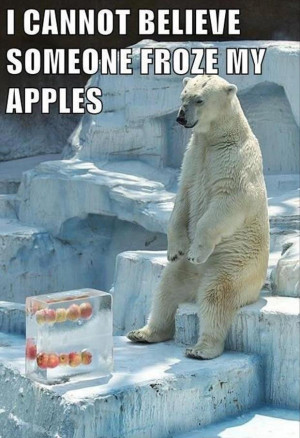 polar bear funny pictures