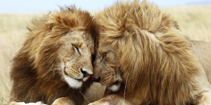 Lion-Couple.jpg