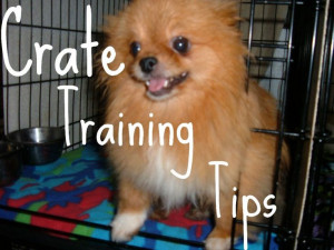 Crate train your dog #pomeranian #crate training Pomeranians Training ...