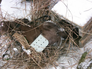 Mink Trapping Boxes