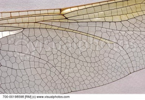Dragonfly Wing Closeup