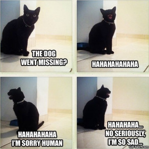 Funny-Sad-cat.jpg