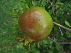 Ripening Pomegranate Fruit...