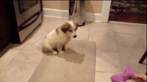 Puppy Forgot How To Play Catch & Tumbles Over