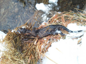 Mink Trapping Pocket Sets